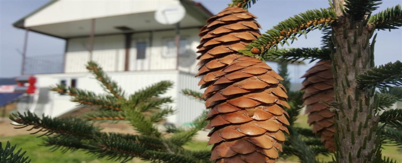 Bolu Konteyner, Prefabrik Ev